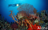 Wakatobi National Marine park