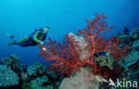 Wakatobi National Marine park