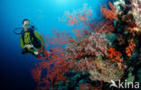 Wakatobi National Marine park