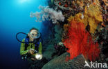 Nationaal Zeereservaat Wakatobi