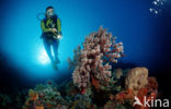 Wakatobi National Marine park