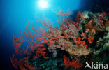 Wakatobi National Marine park