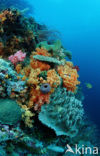 Wakatobi National Marine park