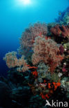 Wakatobi National Marine park