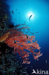 Wakatobi National Marine park