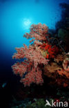 Wakatobi National Marine park