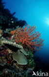 Wakatobi National Marine park