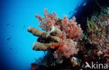 Wakatobi National Marine park