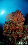 Wakatobi National Marine park