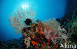 Wakatobi National Marine park