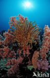 Wakatobi National Marine park