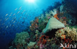 Wakatobi National Marine park