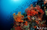 Wakatobi National Marine park