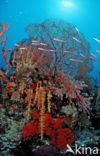 Wakatobi National Marine park