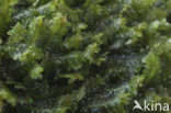 White Earwort (Diplophyllum albicans)