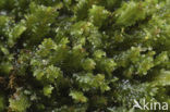 White Earwort (Diplophyllum albicans)