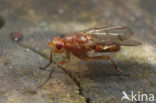 Neuroctena anilis