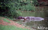 Nijlpaard (Hippopotamus amphibius) 