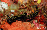 nudibranche (Roboastra luteolineolata)