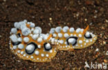 Sea slug (Phyllidia ocellata)
