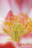 Oosterse papaver (Papaver orientale)