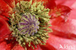 Oosterse papaver (Papaver orientale)