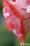 Oosterse papaver (Papaver orientale)