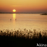 Oostvaardersplassen