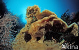 Giant Frogfish (Antennarius commersonii)