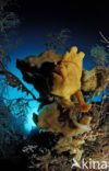 Giant Frogfish (Antennarius commersonii)