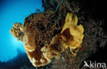 Giant Frogfish (Antennarius commersonii)