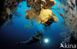 Giant Frogfish (Antennarius commersonii)