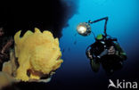 Giant Frogfish (Antennarius commersonii)