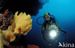 Giant Frogfish (Antennarius commersonii)