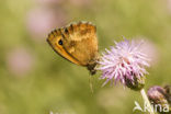 Oranje zandoogje (Pyronia tithonus)