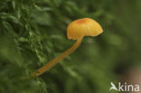 Oranjegeel trechtertje (Rickenella fibula)