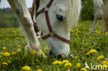 Paard (Equus spp)