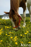 Horse (Equus spp)