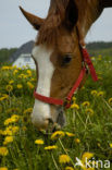 Horse (Equus spp)