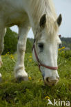 Paard (Equus spp)