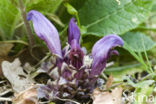 Purple Toothwort (Lathraea clandestina)