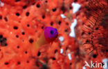 Royal dottyback (Pseudochromis paccagnellae)