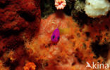 Royal dottyback (Pseudochromis paccagnellae)