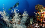 Humpback grouper