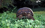 Panterschildpad (Testudo pardalis babcocki)