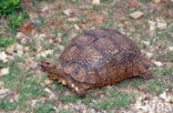 Panterschildpad (Testudo pardalis babcocki)