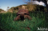 Panterschildpad (Testudo pardalis babcocki)