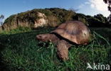 Panterschildpad (Testudo pardalis babcocki)