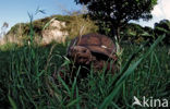 Panterschildpad (Testudo pardalis babcocki)