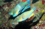 Papegaaivis (Scarus prasiognathos)